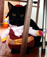 Load image into Gallery viewer, Pirate Pet Costume for Halloween