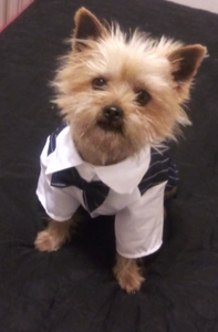 Formal Gentleman Dog Clothes For Wedding Tuxedo Suit