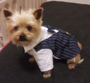 Formal Gentleman Dog Clothes For Wedding Tuxedo Suit